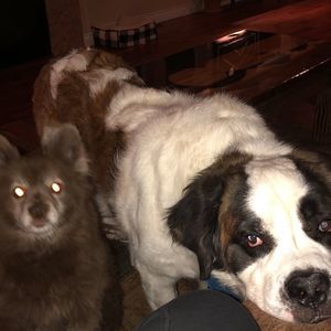 Meet your Posher, Annie